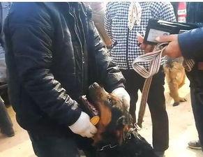 老盔有了新主人,探寻新主人的传奇故事