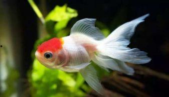 蓝色金鱼,色彩与生命的交融